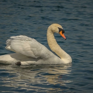 Redwell   11 05 2017 (77 Of 85).jpg